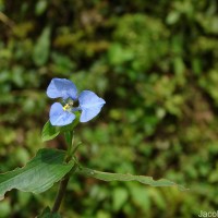Commelina diffusa Burm.f.